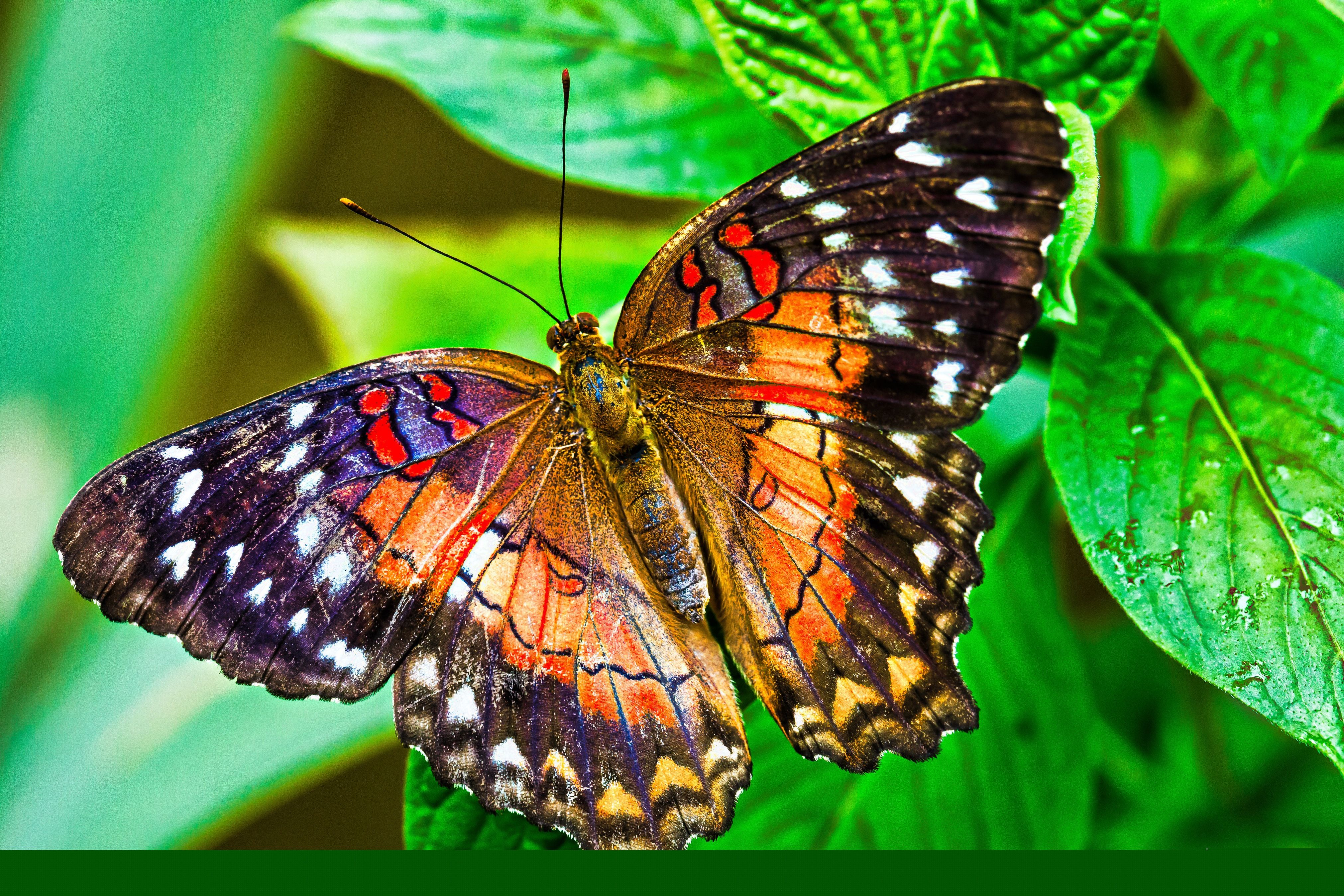 Видео где бабочка. Бабочка Урания Мадагаскарская. Горгеус бабочка. Бабочка крапчатый Арлекин. Эпикопея бабочка.